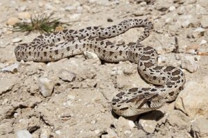 Gopher snake