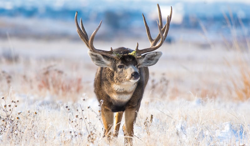 Mule Deer