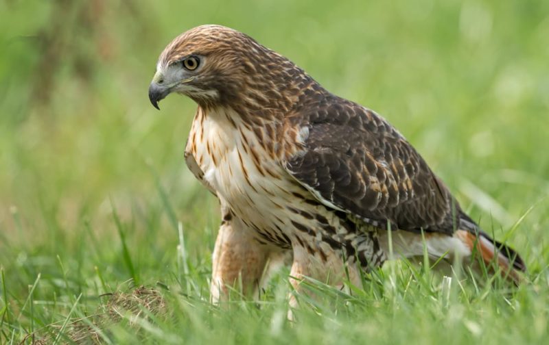 Red Tailed Hawk