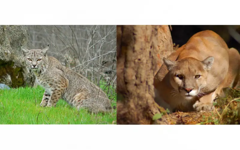 Bobcat vs Mountain Lion
