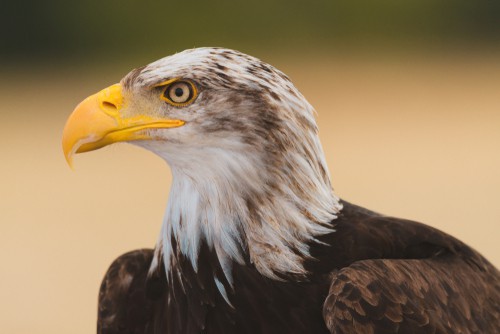 Young American Bald Eagle