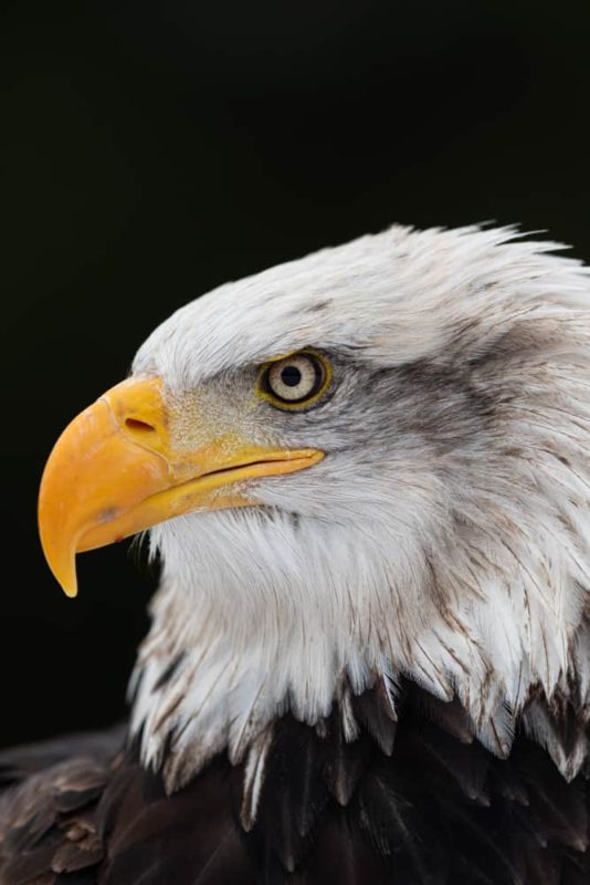 Bald Eagle head