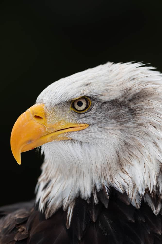 Bald Eagle Vs Golden Eagle - Krebs Creek