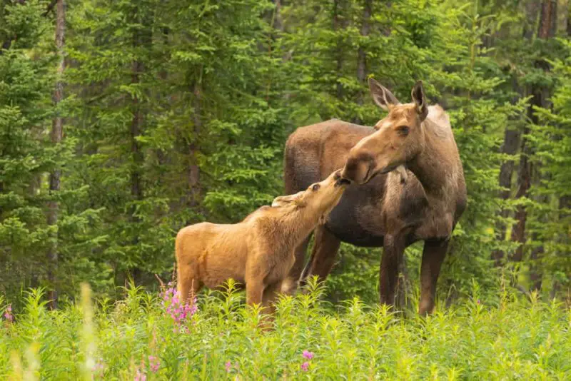 Cow Moose with calf