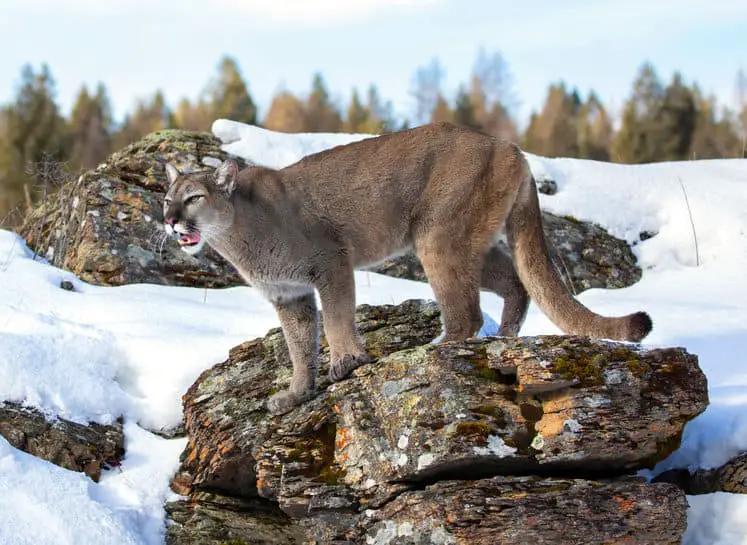 Mountain Lion perched on rock