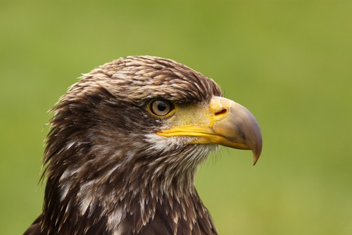 Young American Bald Eagle