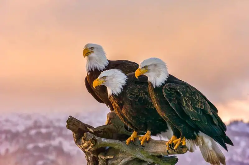 Three American Bald Eagles perched on a tree