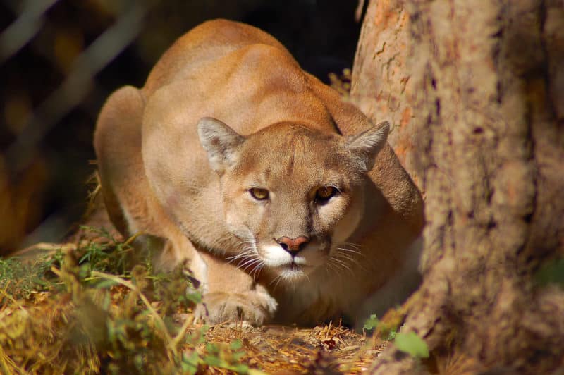 A crouching Mountain Lion