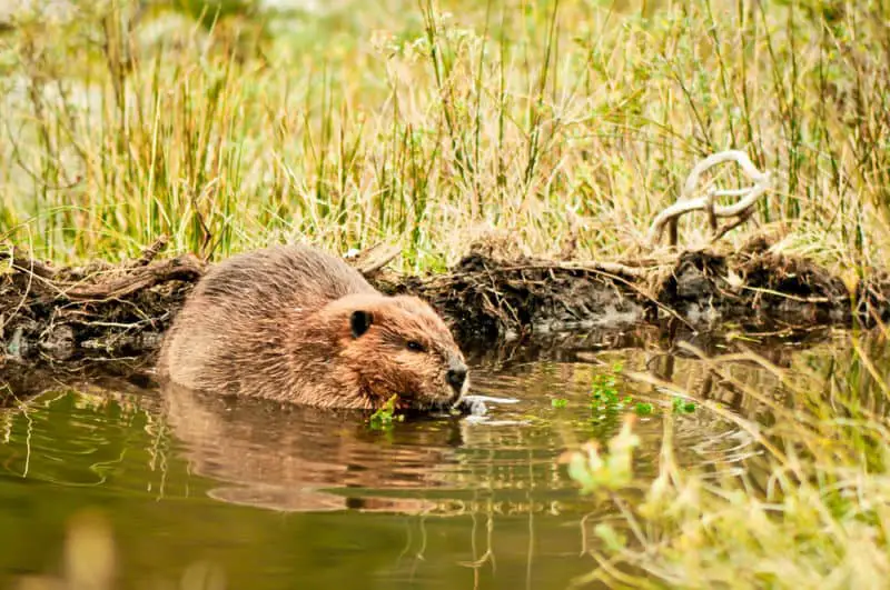Adult beaver eating a plant