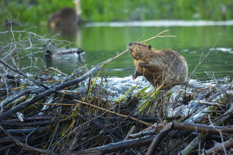 North American Beaver working on its Dam