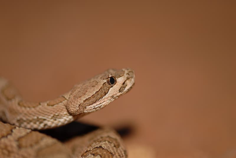 Midget faded Rattlesnake