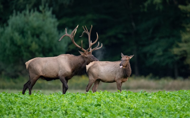 Bull and Cow Elk