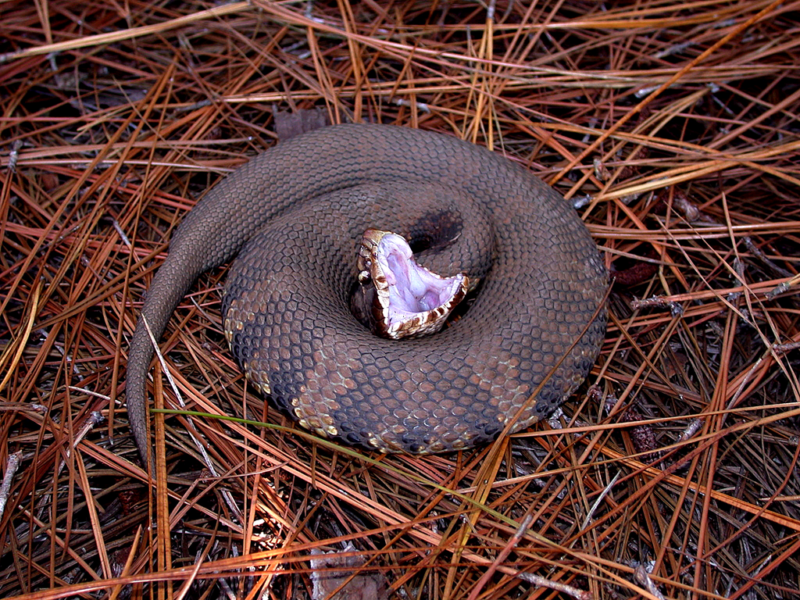 Northern Cottonmouth