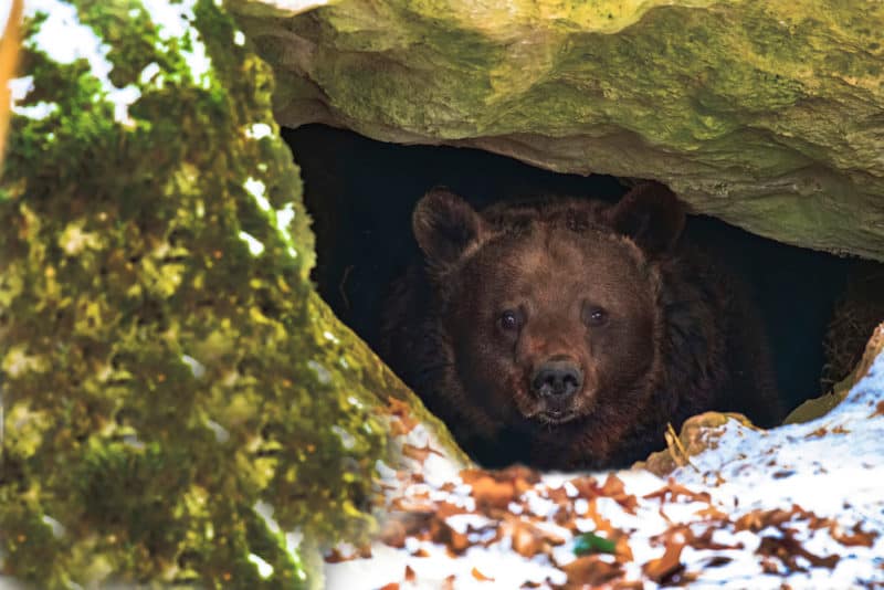 Brown bear in its den