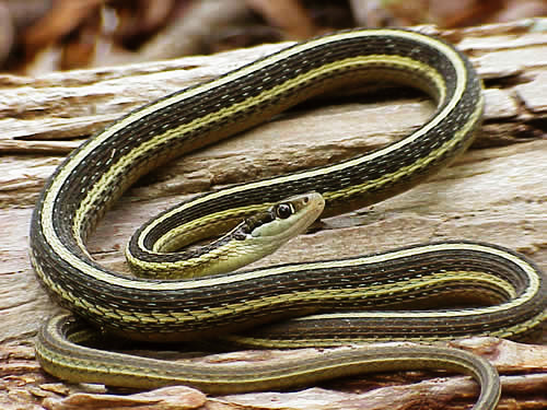 Eastern Ribbon snake