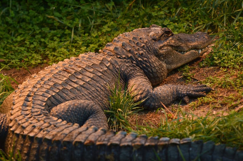 American Alligator