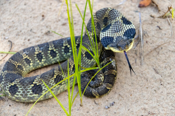 Eastern Hognose Snake