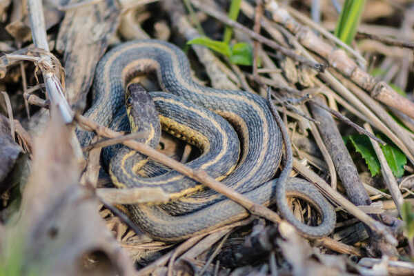 Common Ribbonsnake