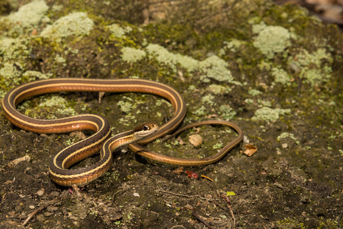 Eastern Ribbon Snake