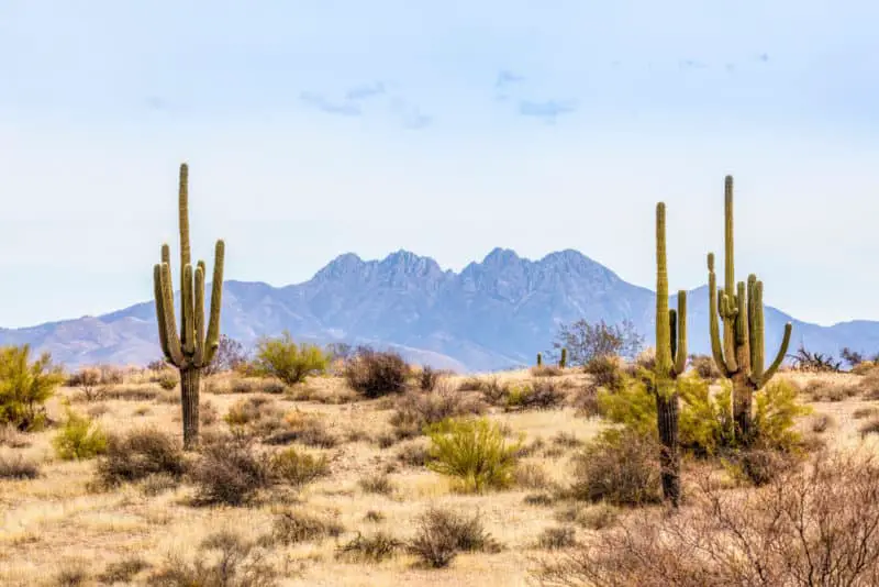 Desert with saguaro cactus