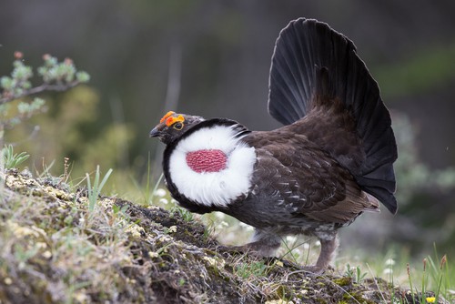 Dusky Grouse Cock