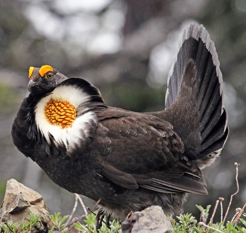 Sooty Grouse Cock