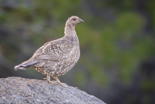 Blue Grouse Hen