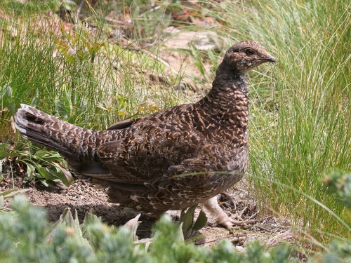 Sooty Grouse Hen