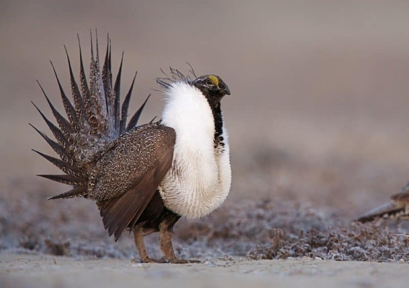 Greater Sage Grouse Cock