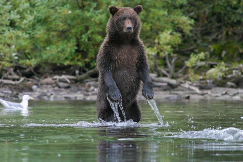 Grizzly Bear fishing in an Alaskan stream