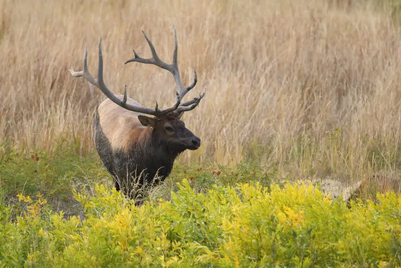 Bull Elk near the Gardiner River in Yellowstone