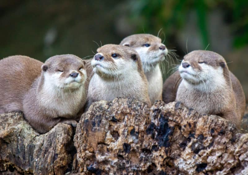 River Otter family