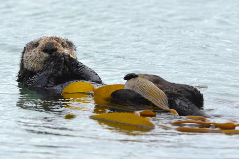 all-about-sea-otters-krebs-creek