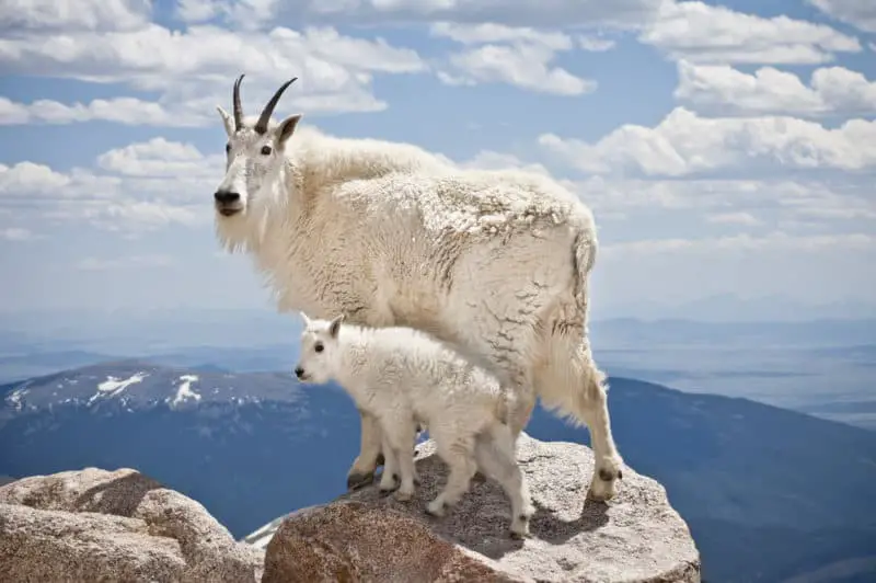 Pair of mountain goats