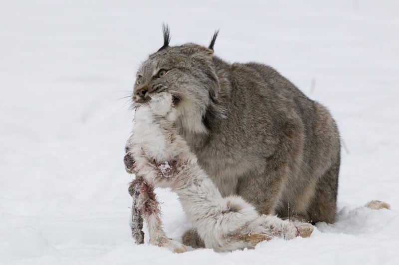 Lynx with a snowshoe hare