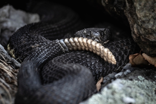 Black Timber Rattlesnake