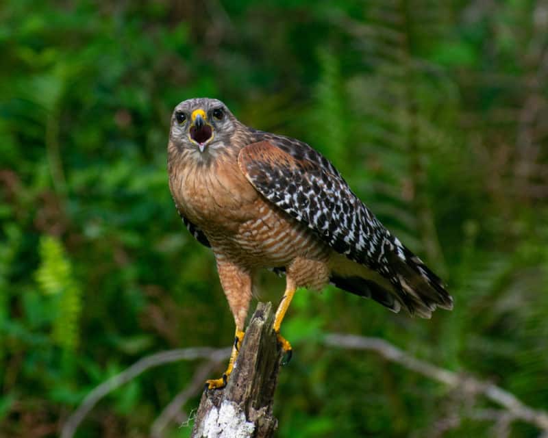 Red shouldered hawk calling for its mate