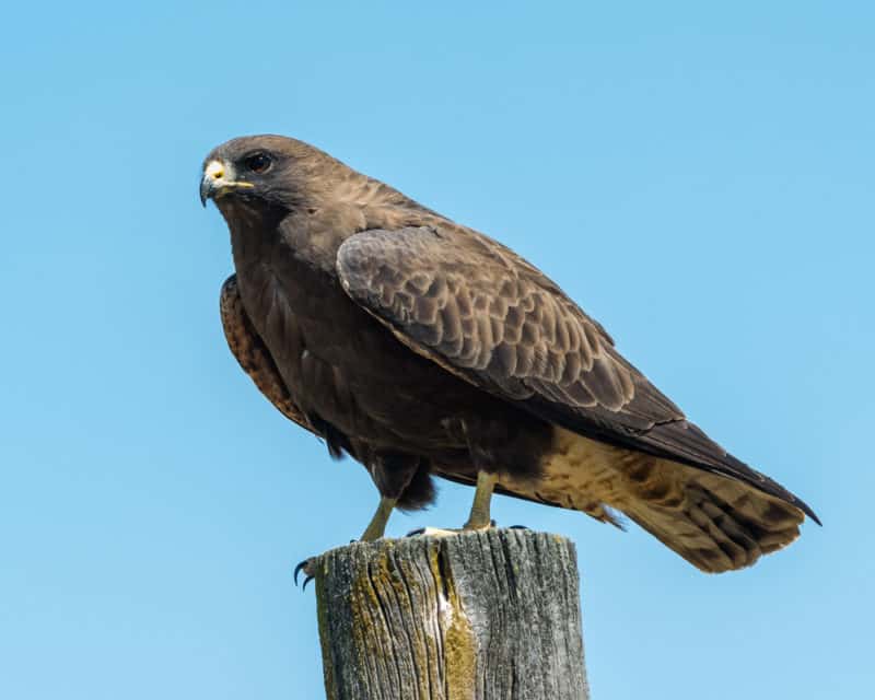 Swainson's Hawk dark morph