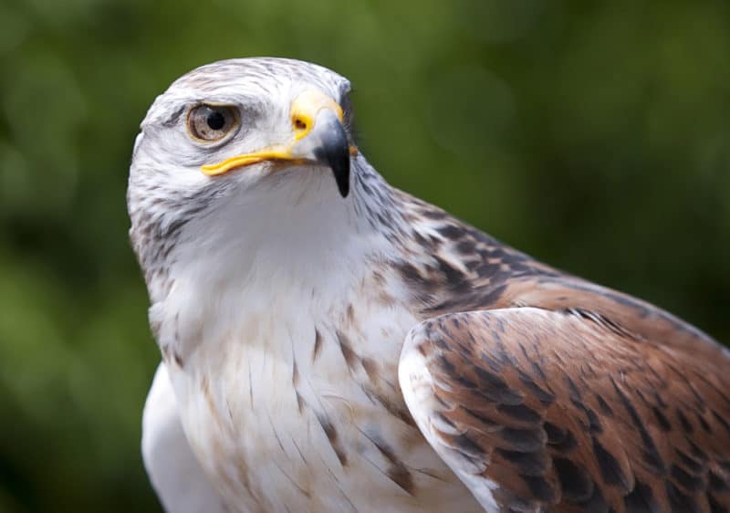 Ferruginous Hawk light morph