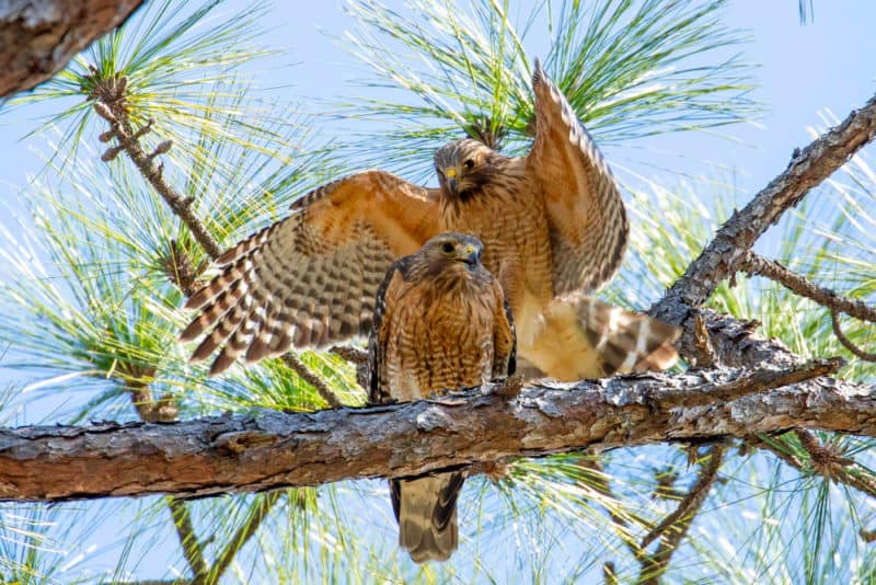 Two Broad Winged Hawks mating in a mossy cypress tree