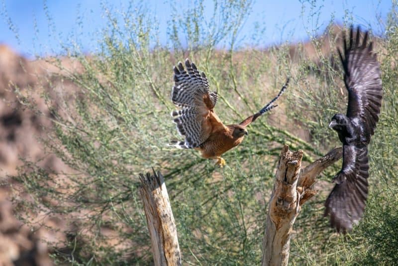 Red shouldered hawk attacking a crow