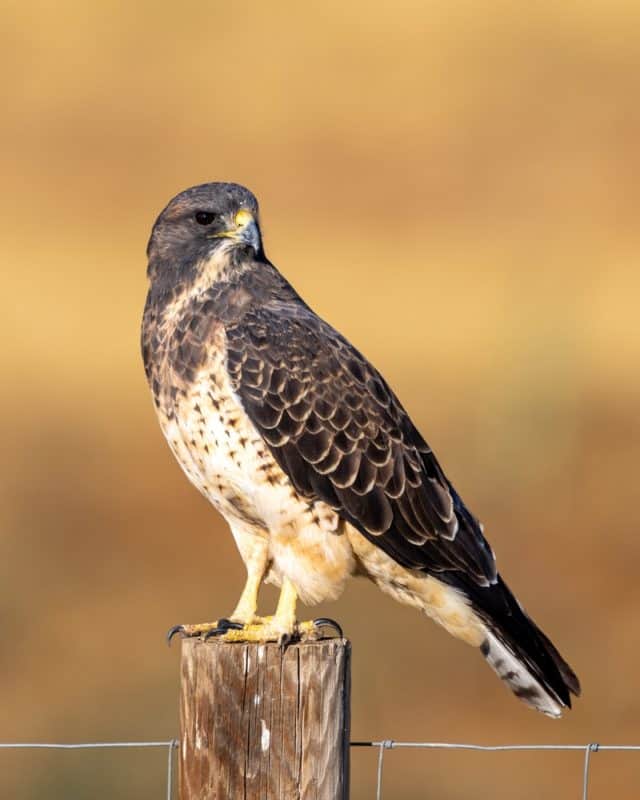 Swainson's Hawk