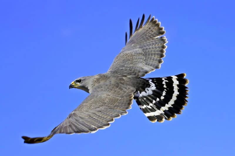 gray hawk soaring