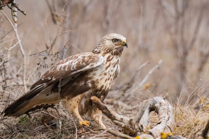 juvenile rough legged hawk