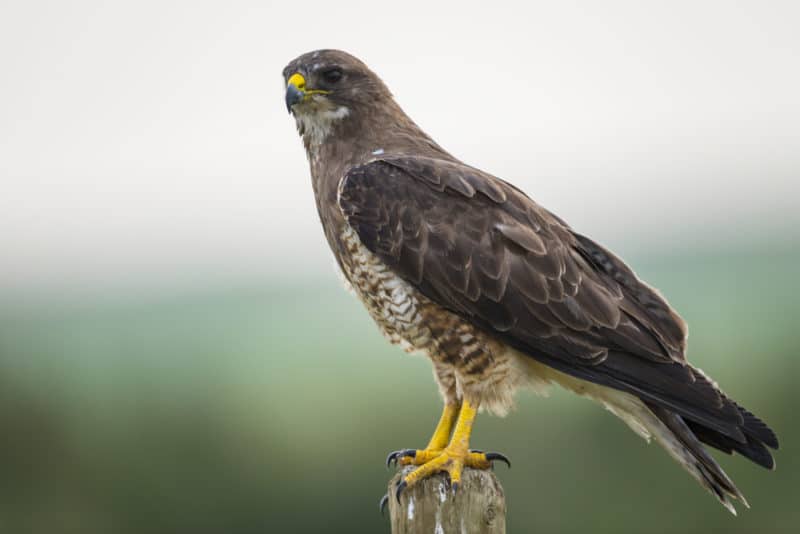 Swainson's Hawk light morph