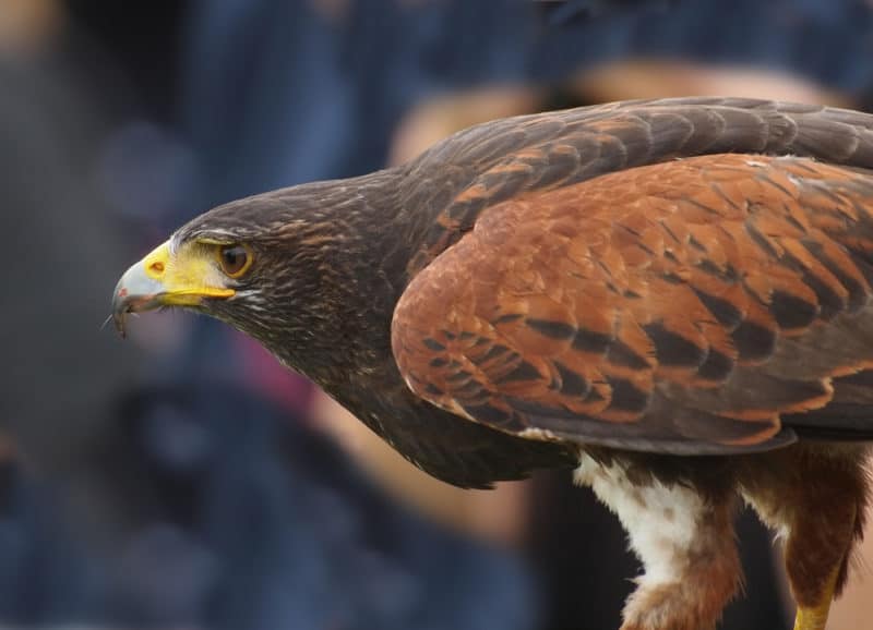 Ferruginous Hawk dark morph