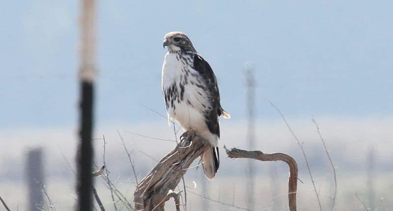 Harlan's Hawk light morph