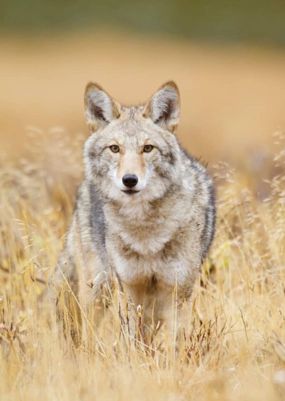 Western Coyote