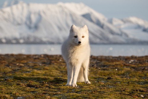 Arctic Fox