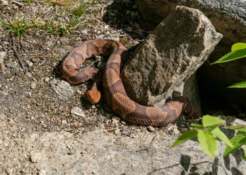 Copperhead snake sunbathing near rock